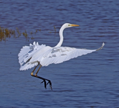 Great White Egret 2